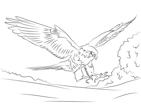 Peregrine Falcon  Coloring Page